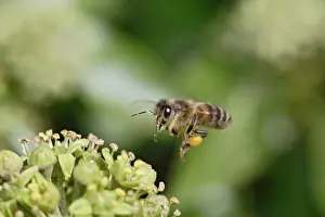 Apis: Honeybee - in flight - gathering pollen