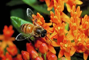 Honeybees: Honeybee on flower