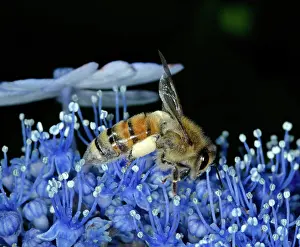 Basket: Honeybee on flowers