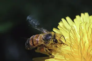 Pollinators: Honeybee gathering Nectar
