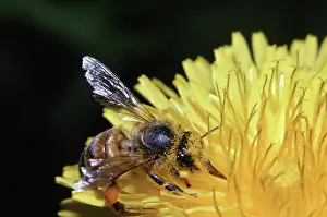 Pollinators: Honeybee gathering Nectar