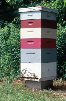 Beehive: Honeybee Hive