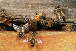 Hives: Honeybee - At hive entrance