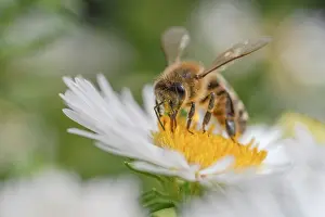 Honeybee: Honeybee - honey bee gathering nectar on a flower in summer