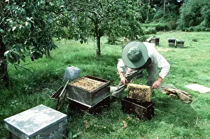 Hobbies: Honeybee Keeper at work - creating nuclei colony