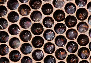 Hive: Honeybee Larvae