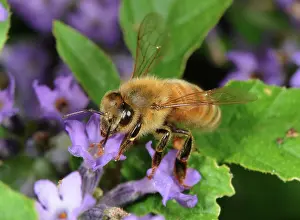 Pollinate: Honeybee on Lavender