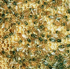 Hives: Honeybee - mass on comb