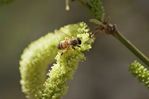 Pipe: Honeybee on Mesquite Flowers