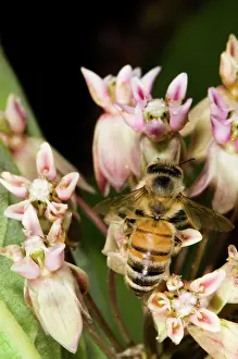 Pollinate: Honeybee on Milkweed