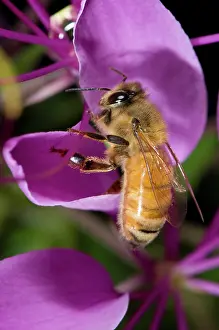 Pollinate: Honeybee on Purple Spider Flower