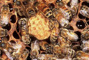 Hives: Honeybee - With Queen cell