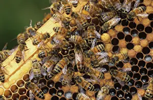 Workers: Honeybee queen and workers