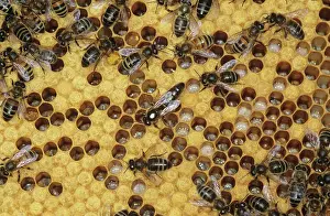 Workers: Honeybee queen and workers