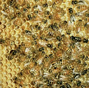 Hives: Honeybee - Queen & workers on comb