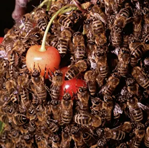 Zdenek Tunka: Honeybee - Swarm on cherries