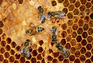 Tending: Honeybee - Tending honeycomb