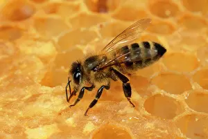 Tending: Honeybee - tending honeycomb
