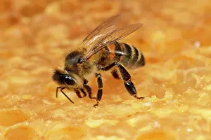 Tending: Honeybee - tending honeycomb