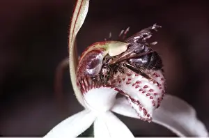 Trapped: HONEYBEE - trapped in Spider Orchid (Caladenia potersonii)