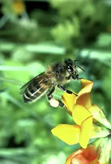 Trefoil: Honeybee - on Trefoil