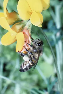 Martin Beames: HONEYBEE ON TREFOIL