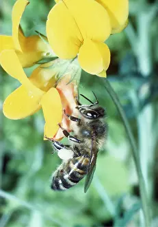 Martin Beames: HONEYBEE - on trefoil