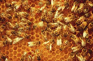 Communicating: Honeybee Waggle Dance