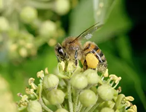 Sack: Honeybee Worker - Feeding on ivy showing pollen sack