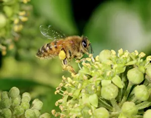 Sack: Honeybee worker - Feeding on ivy showing pollen sack