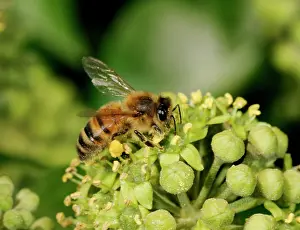 Sack: Honeybee Worker - Feeding on ivy showing pollen sack