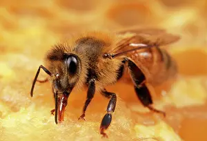 Hives: Honeybee - Worker tending honeycomb