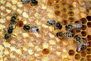 Tending: Honeybee - workers tending honeycomb