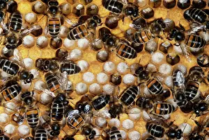 Hives: Honeybees and Brood Cells & larvae