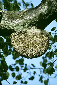 Hive: HONEYBEES COLONY - BEE HIVE