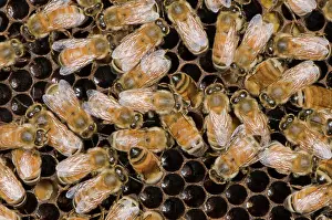 Hive: Honeybees on Comb