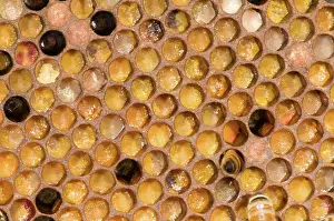 Hive: Honeybees on Comb