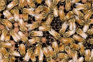 Hive: Honeybees on Comb