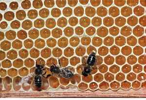 Comb: HONEYBEES ON COMB