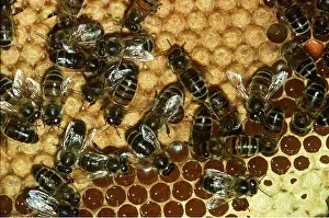 Comb: HONEYBEES ON COMB