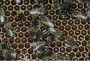 Comb: HONEYBEES, ON COMB