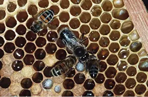 Comb: HONEYBEES on comb showing honey in comb and pupae
