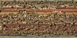 Honeybees: Honeybees on Hive