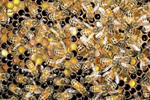 Hive: Honeybees on hive