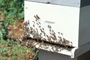 Comb: Honeybees at Hive Entrance