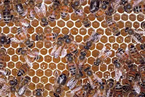 Comb: Honeybees on honeycomb