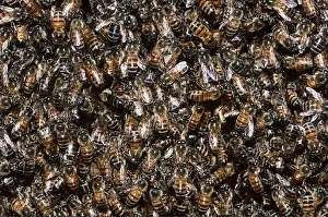 Honeybee: HONEYBEES - MASS