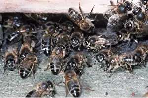 Hive: HONEYBEES - mass at hive entrance