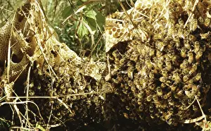 Composite: Honeybee's Nest