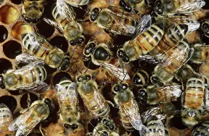 Caste: Honeybees with Queen